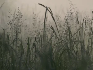 tirage d'art - herbes premières lueurs de l'aube