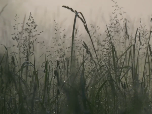 tirage d'art - herbes premières lueurs de l'aube
