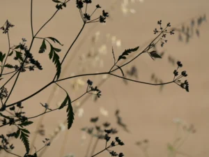 tirage photo d'art - herbes ombellifères