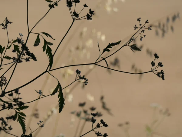 tirage photo d'art - herbes ombellifères