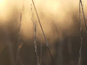 tirage photo d'art - graminées délicates douce lumière