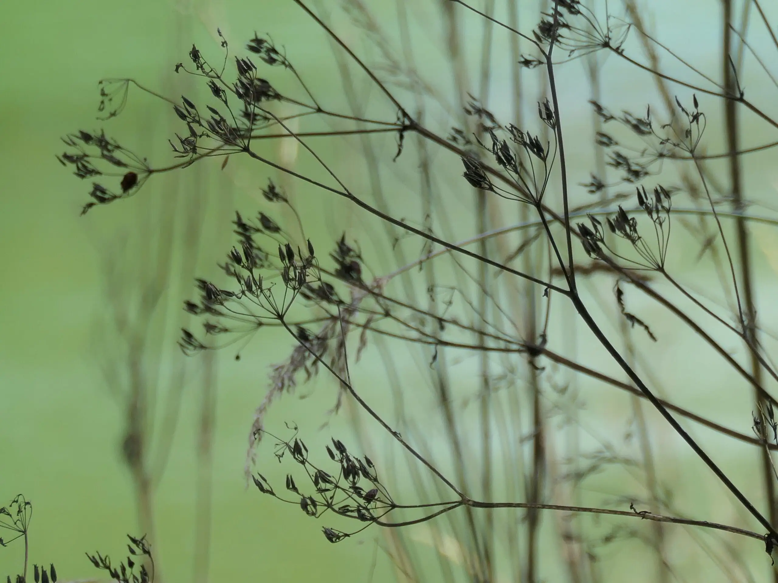 tirage photo - les ombellifères