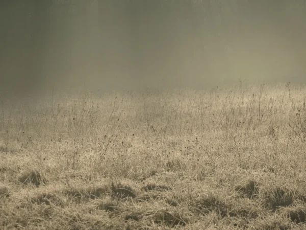 tirage d'art - matin d'hiver herbes givre