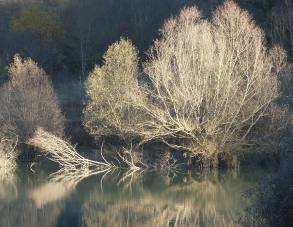 Arbres au bord d’un lac avec reflets dans l’eau