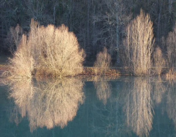 Carte postale – Arbres d’hiver se reflétant dans un lac
