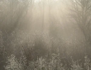 Carte postale – Sous-bois dans la lumière du matin