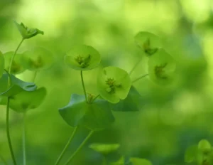 Carte postale – Euphorbe verte au printemps