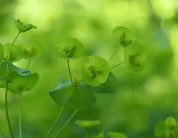 Carte postale – Euphorbe verte au printemps