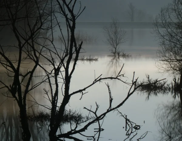 Carte postale – Arbres et reflets dans la brume au bord d’un lac