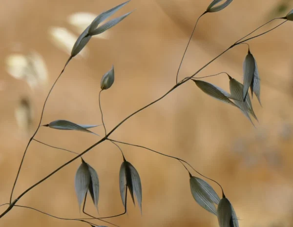 Carte postale – folle avoine photographiée en gros plan, graminée sauvage en lumière naturelle