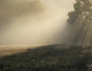 Carte postale lumière du matin dans une prairie embrumée, rayons de soleil et herbes couvertes de rosée