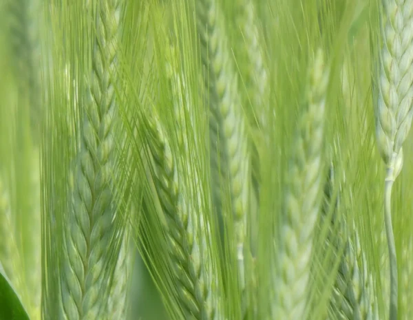 Carte postale – herbes et épis de blé verts photographiés en gros plan