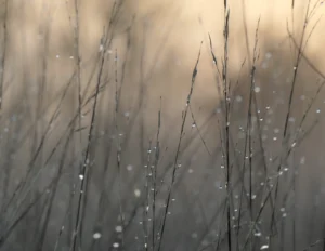 Carte postale herbes et rosée, fines tiges végétales couvertes de gouttelettes dans une lumière douce