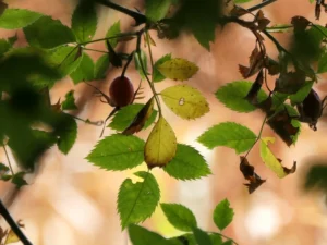 Tirage photo d’art d’un églantier sauvage