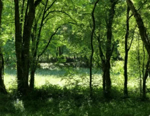 Clairière lumineuse dans un sous-bois au printemps