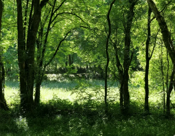 Clairière lumineuse dans un sous-bois au printemps