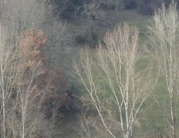 Arbres dénudés dans un paysage de fin d’hiver