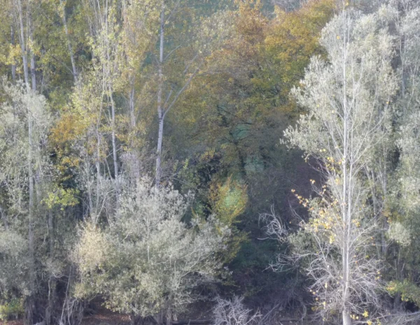 Forêt dense aux couleurs de l’automne
