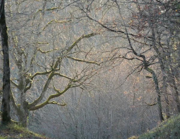 Arbres dénudés enveloppés de brume