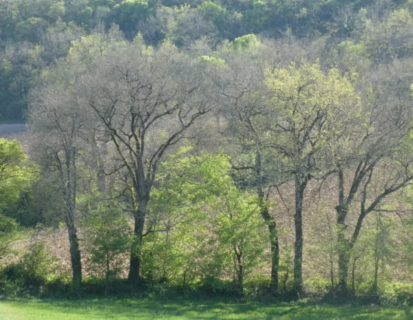 Alignement d’arbres dans un paysage rural