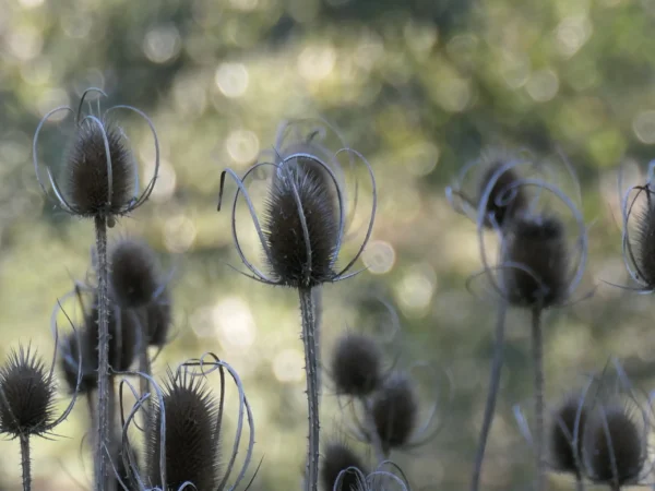 Tirage photo d’art de cardères en automne
