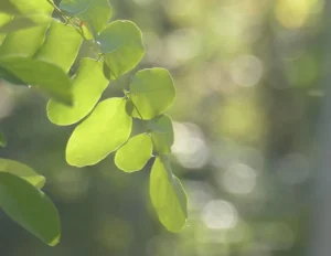 Feuilles de robinier formant un motif répétitif le long de la tige