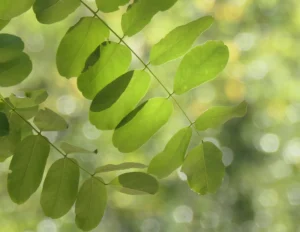 Feuilles de robinier éclairées par la lumière, aspect translucide