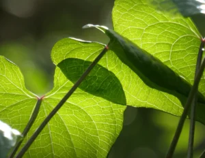 Feuille de tamier photographiée dans un contexte naturel