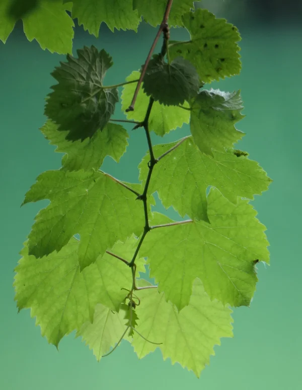 Feuilles de vigne sauvage photographiées dans leur environnement naturel