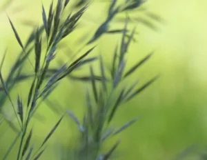 Photographie de graminées fines au printemps sur fond vert lumineux