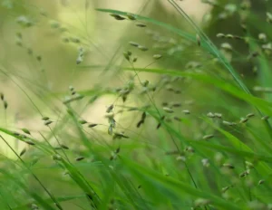 Lignes végétales vertes créant un effet de mouvement abstrait