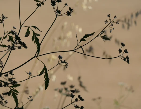 Lignes végétales fines dessinant une composition graphique naturelle